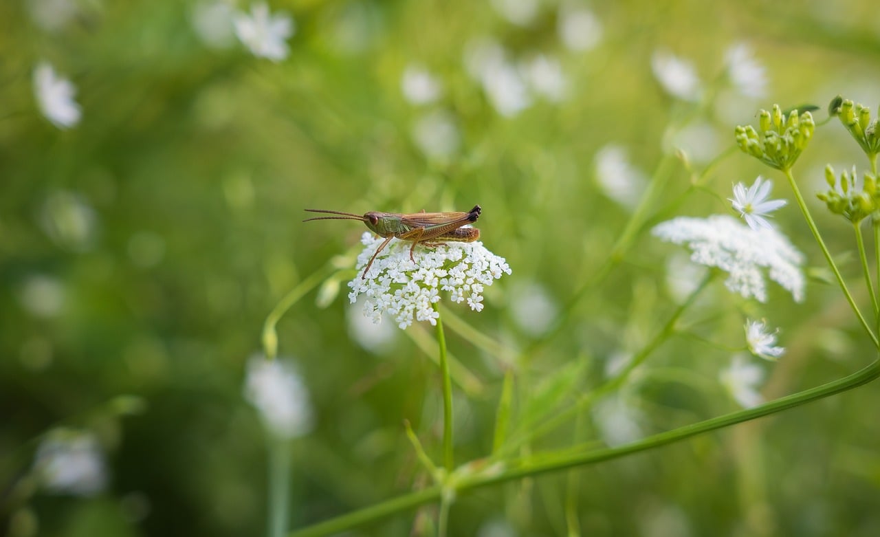 grasshopper, insect, flower wallpaper