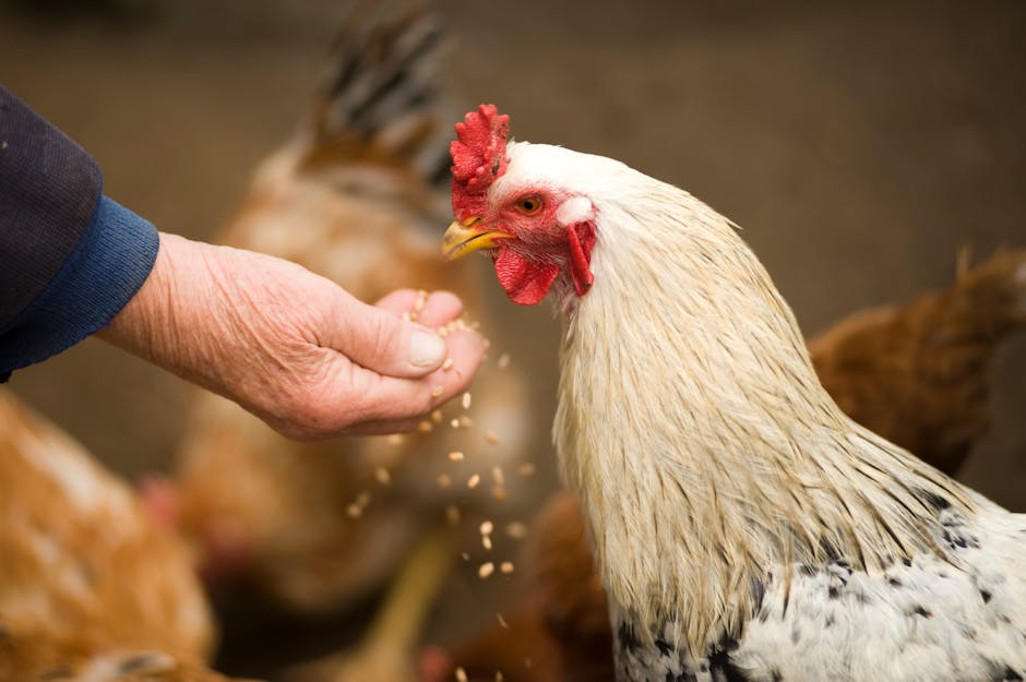 Chicken Renting Business