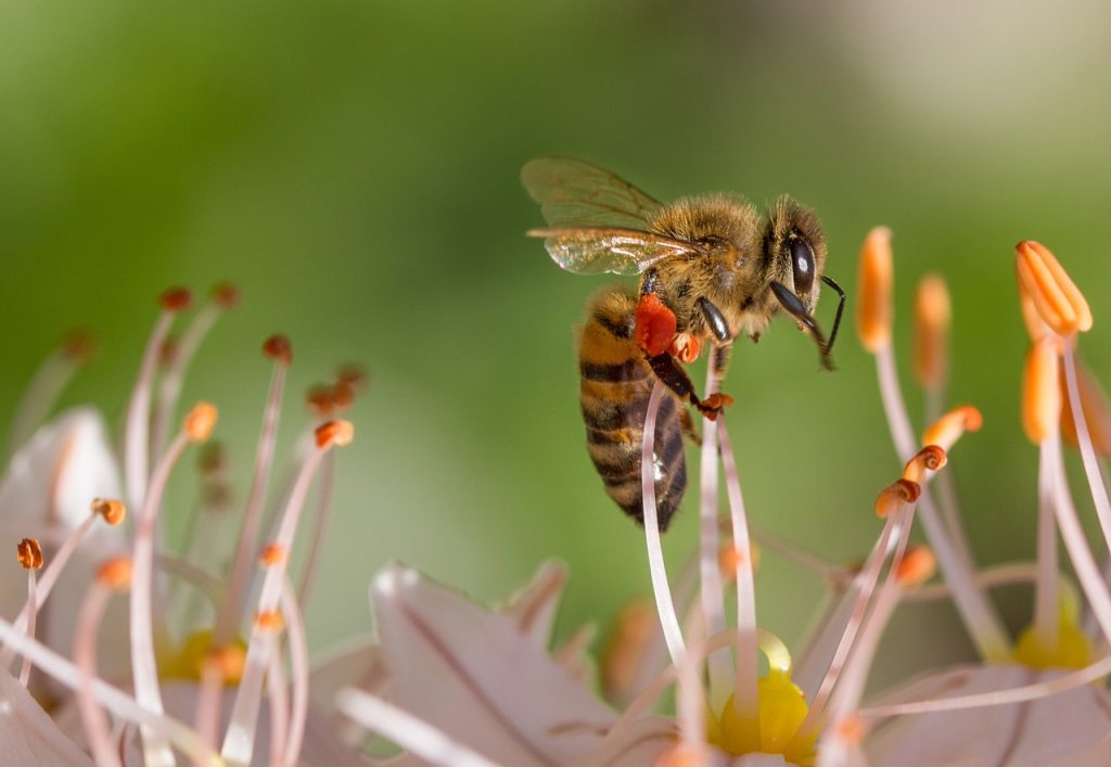 Rent Bees for Pollination: A Sweet Business Idea That’s Helping Farmers and the Plane